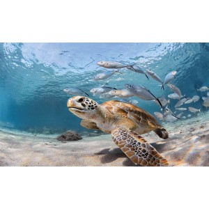 Αντιολισθητικό Πατάκι 60x100 Sea Turtle 261 Dimcol
