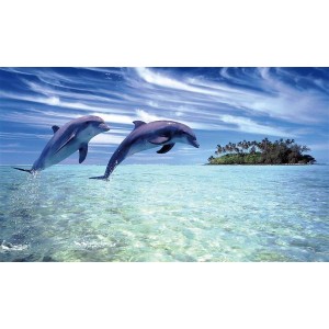Αντιολισθητικό Πατάκι 50x85 Dolphins 260 Dimcol